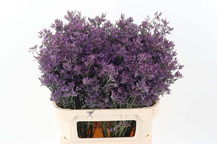 <h4>Lim Piuma Dark Blue</h4>