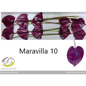 Anth A Maravilla 15 cm X10 Spek Flowers