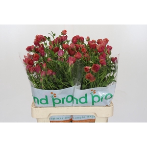 Ranunculus Magical Cinnamon