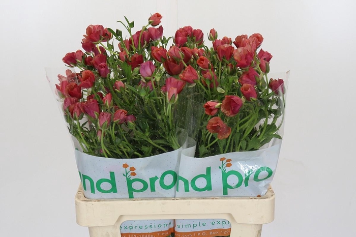 <h4>Ranunculus Magical Cinnamon</h4>