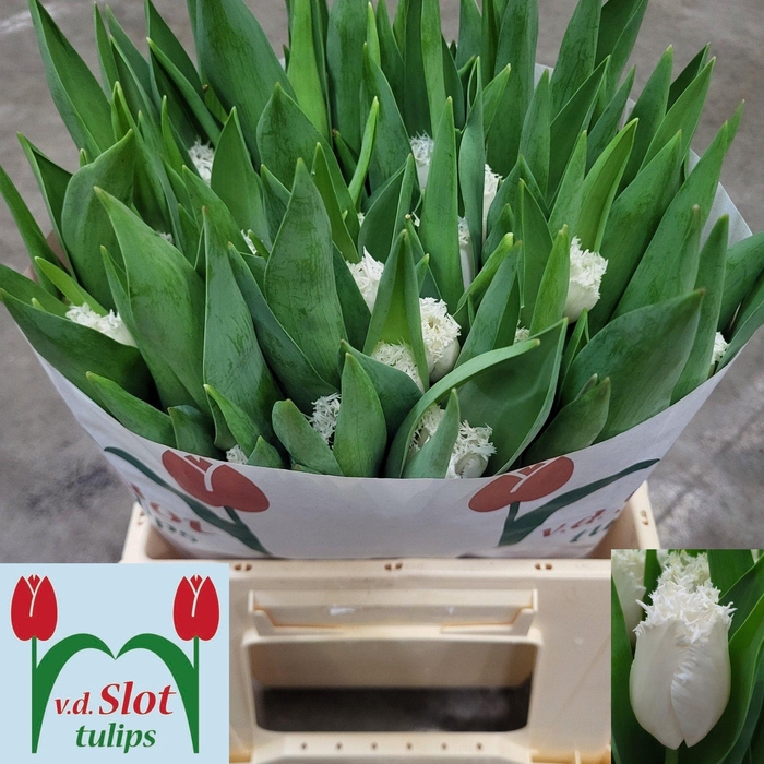 <h4>TU FR WHITE SHARK</h4>