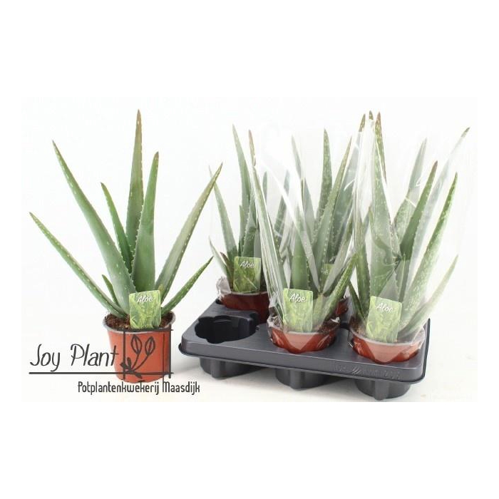 <h4>ALOE VERA</h4>