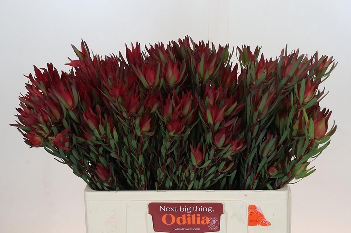 <h4>LEUCAD SAL BLUSH</h4>