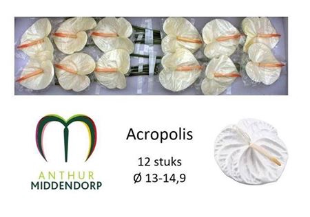<h4>Anth Acropolis</h4>