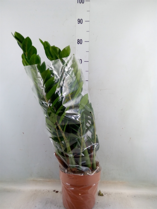 <h4>Zamioculcas zamiifolia</h4>