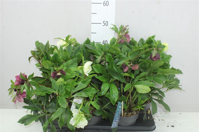 <h4>Helleborus Orientalis Gemengd</h4>