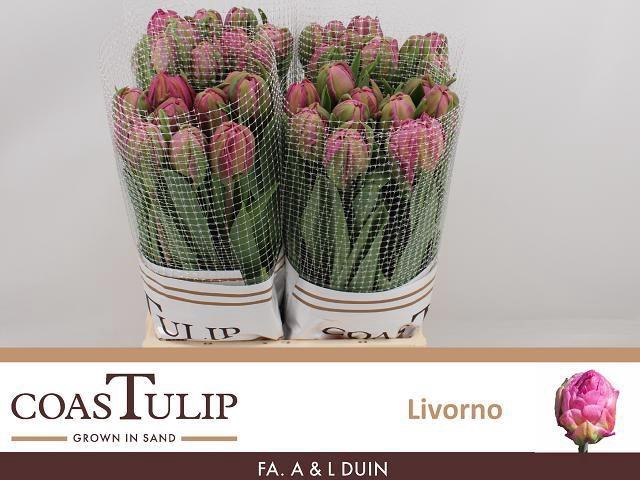 <h4>TU DU LIVORNO</h4>