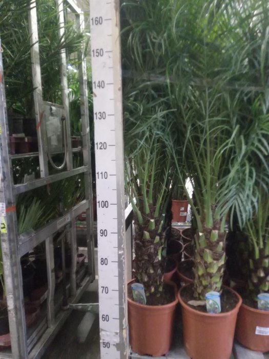 <h4>Phoenix roebelenii</h4>