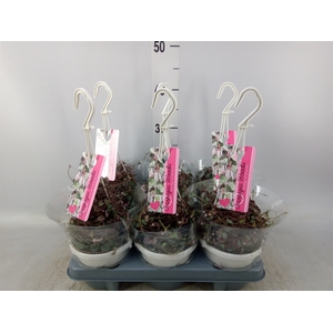 Ceropegia woodii ssp. woodii