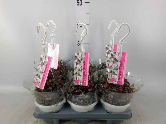 <h4>Ceropegia woodii ssp. woodii</h4>