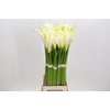 Zantedeschia Eydolls White
