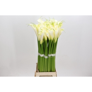 Zantedeschia Eydolls White