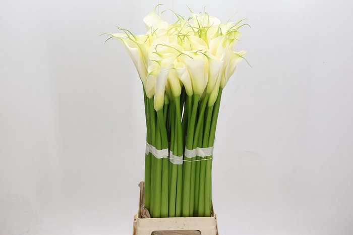 Zantedeschia Eydolls White