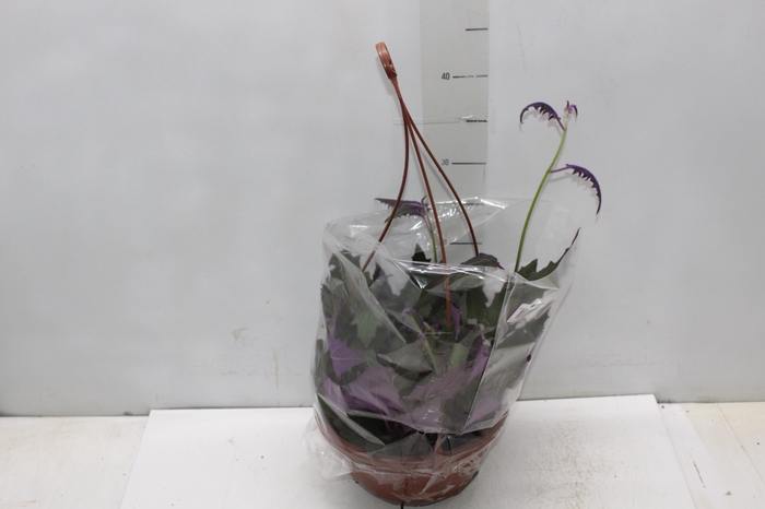<h4>GYNURA C21</h4>