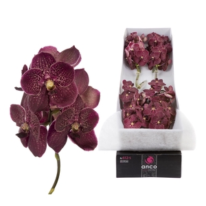 Vanda  'Sunanda Chocolate Red'