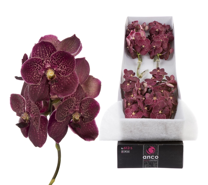 <h4>Vanda  'Sunanda Chocolate Red'</h4>
