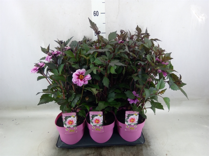 <h4>Dahlia  'Mignon'</h4>