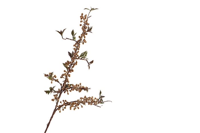 <h4>BERRY SPRAY LEAVES BROWN LV330099BR</h4>