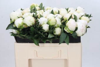 <h4>Paeonia Madame Claude Tain</h4>