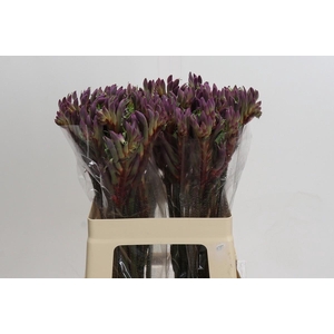 Anigozanthos Royal Purple