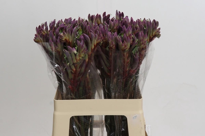 <h4>Anigozanthos Royal Purple</h4>