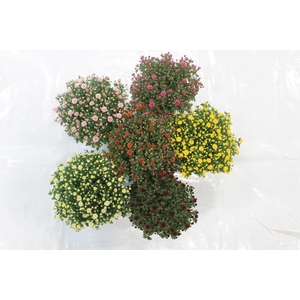 Chrysanthemum Gr. gemengd
