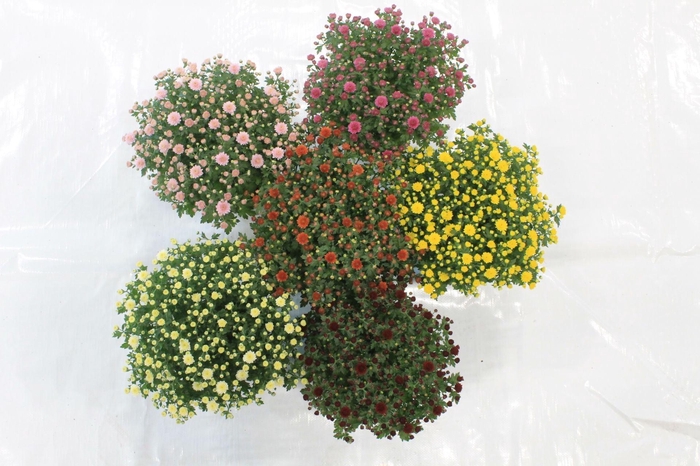 <h4>Chrysanthemum Gr. gemengd</h4>