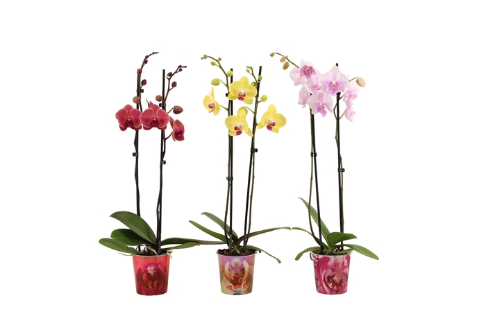 <h4>Potcover Mix Phal Mix 2T14+</h4>