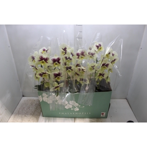 PHALAENOPSIS CASCATA ESPECIAL P15 BICOLOR MIN 8 FLS