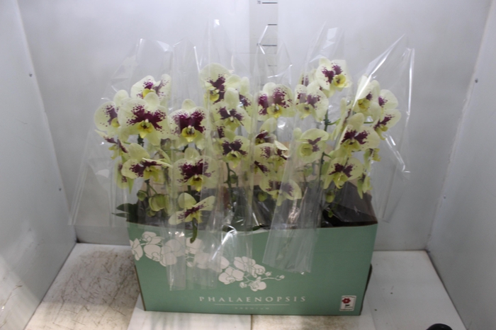 <h4>PHALAENOPSIS CASCATA ESPECIAL P15 BICOLOR MIN 8 FLS</h4>