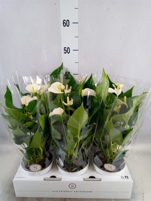 <h4>Anthurium andr. 'White Champion'</h4>
