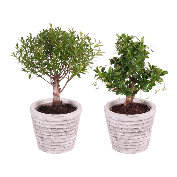 <h4>Bonsai Mixed ø09cm in ø11cm Rustic Touch Nº363</h4>