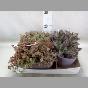 Succulents   ...