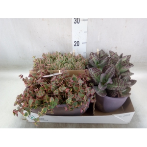 Succulents   ...