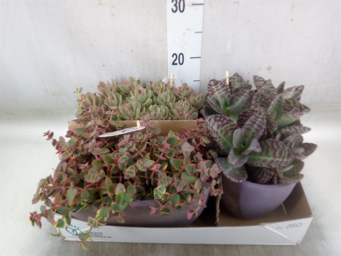 <h4>Succulents   ...</h4>