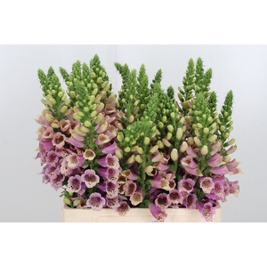 Digitalis