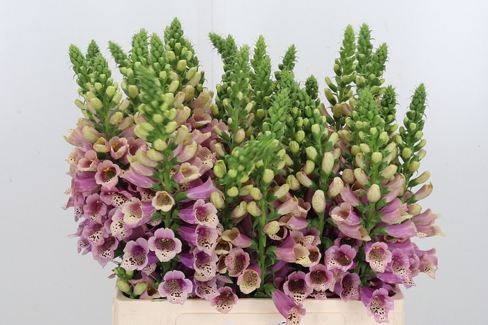 <h4>Digitalis</h4>