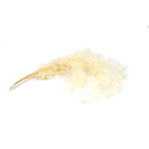 Asp plumosus gepr. gebl.100gr.