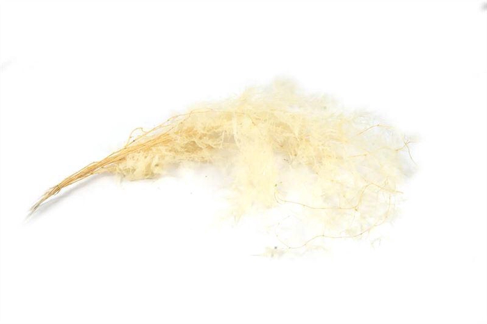 <h4>Asp plumosus gepr. gebl.100gr.</h4>
