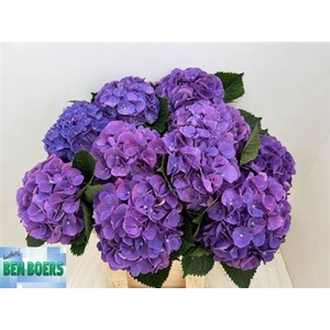 Hydr M Beau Calypso Purple