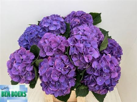 <h4>Hydr M Beau Calypso Purple</h4>