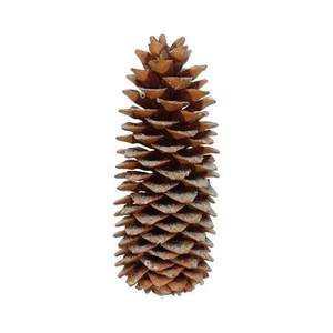 DECO PINECONE SUGARPINE SENTED PINE