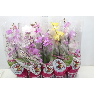 PHALAENOPSIS MINI P12