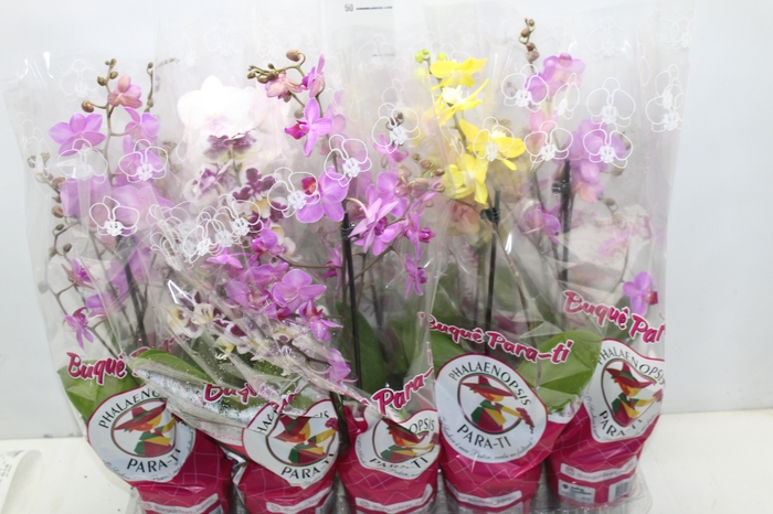 <h4>PHALAENOPSIS MINI P12</h4>