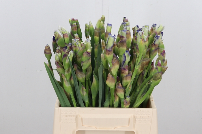 <h4>Iris Buiten</h4>