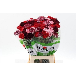 Dianthus st mix red