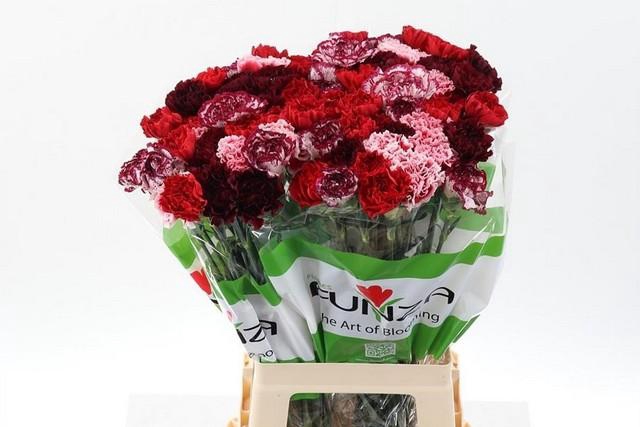 <h4>Dianthus st mix red</h4>