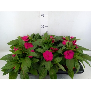 Impatiens NG 'ColPow Purple Flame'