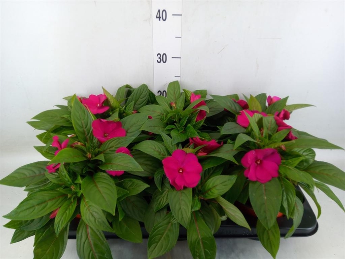 <h4>Impatiens NG 'ColPow Purple Flame'</h4>