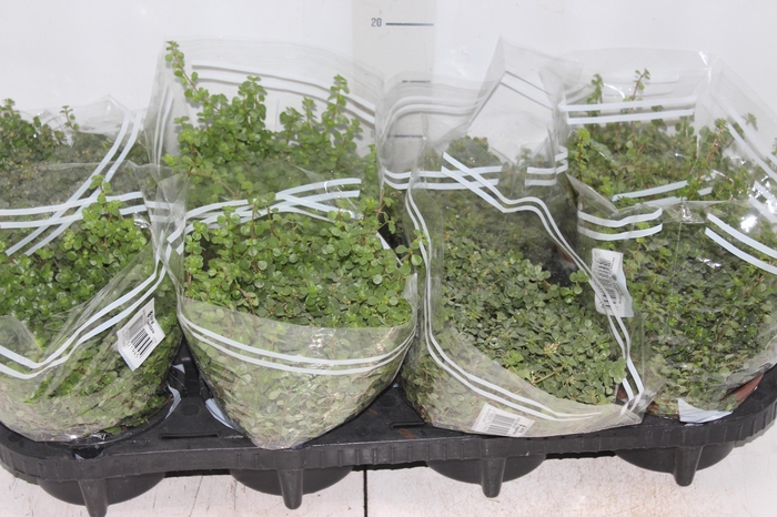 <h4>BARBA DE MOISES C13</h4>